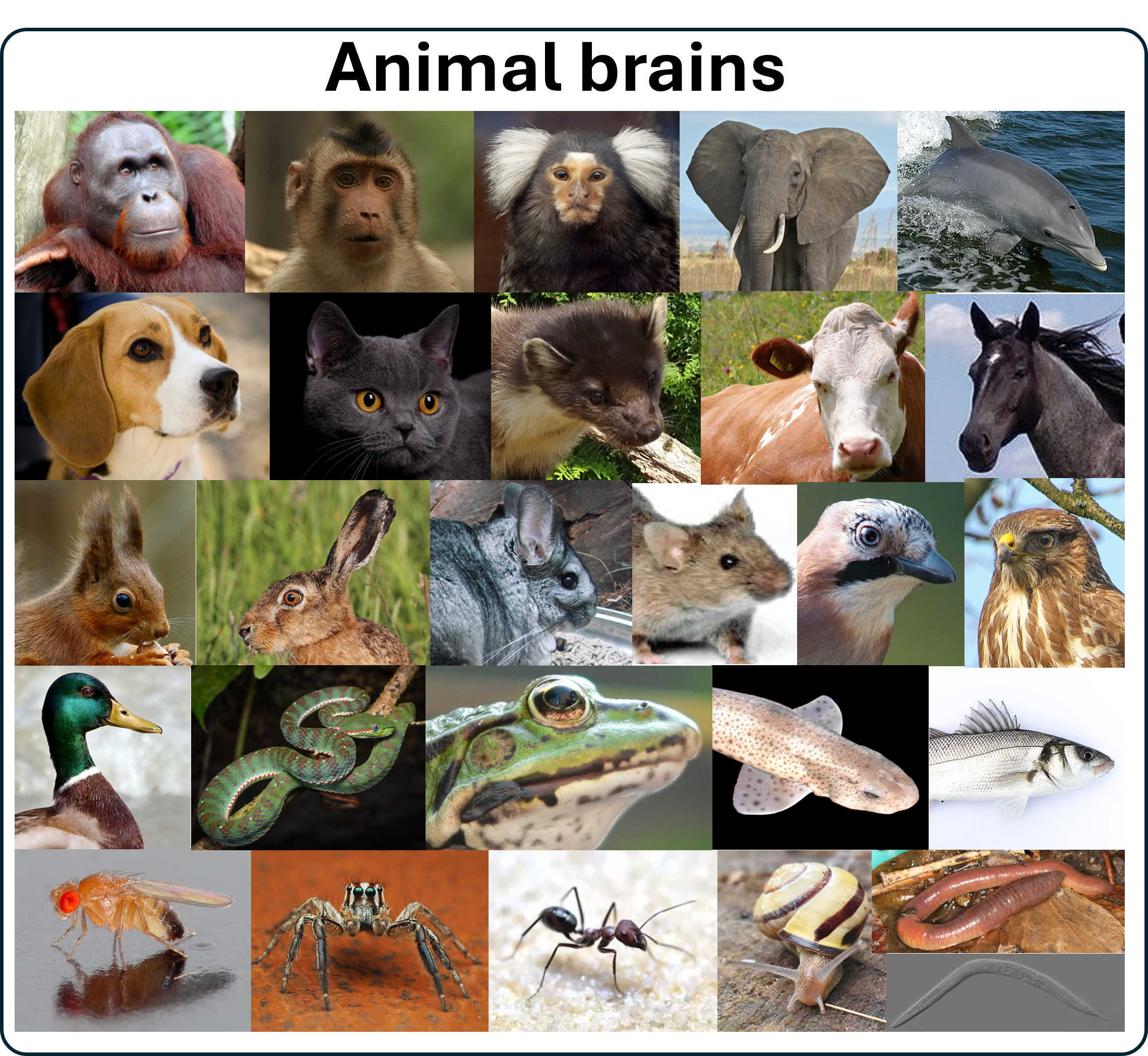 Go to the animal brains