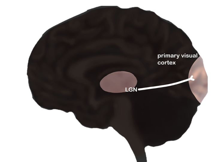 Projection of the LGN to primary visual cortex