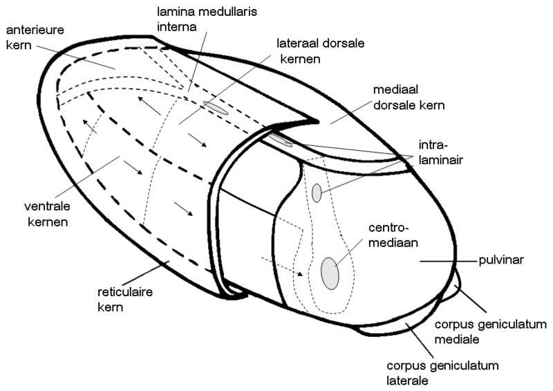 image.thalamus