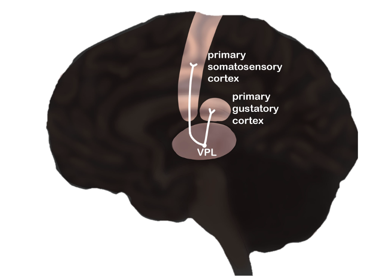 Projection of the VPL to the primary somatosensory cortex