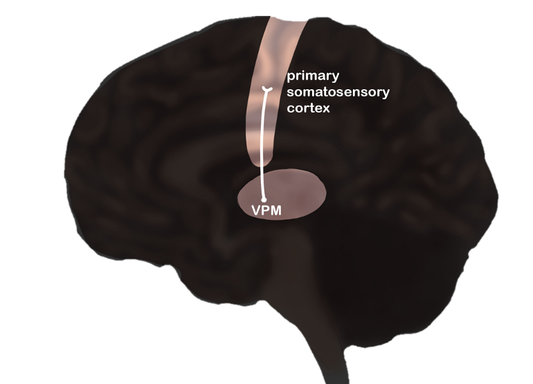 Projection of the VPM to the primary somatosensory and gustatory cortex