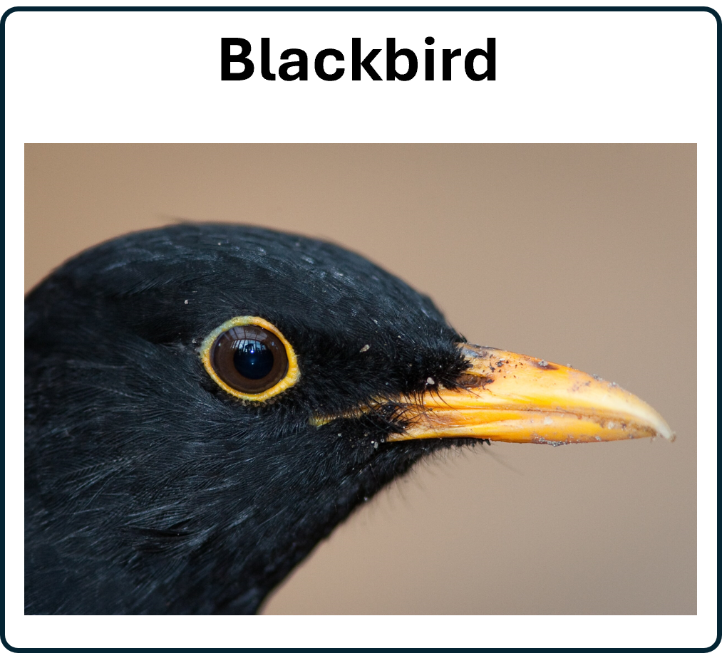 go to the blackbird