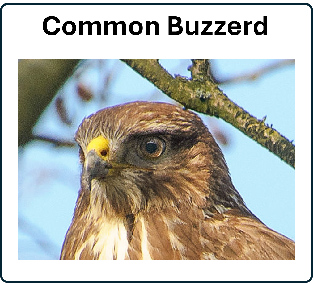 Go to the buzzard