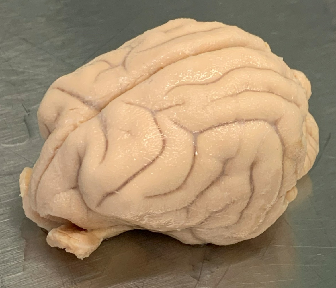 Beagle_brain
