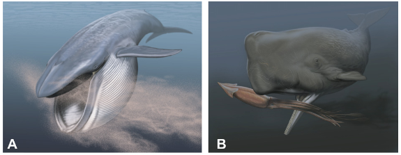 baleen_vs_Toothed