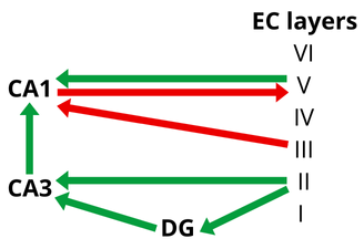 picture mono- and tri-synaptic circuits