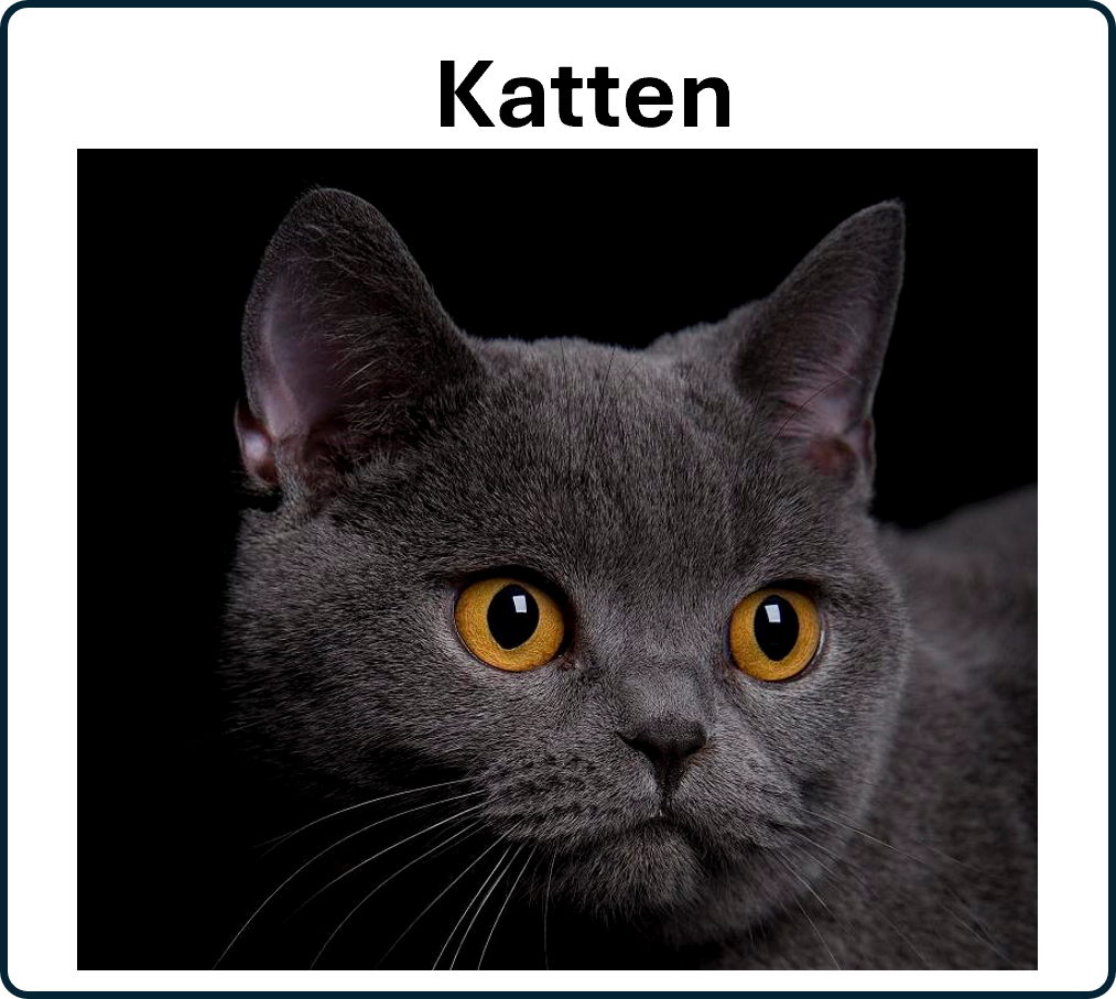 ga naar de katten