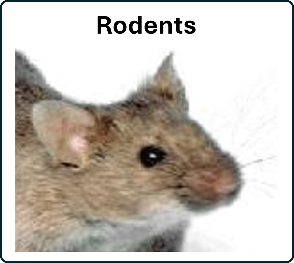 rodent