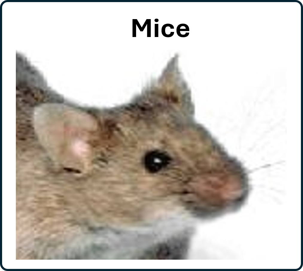 go to the mouse
