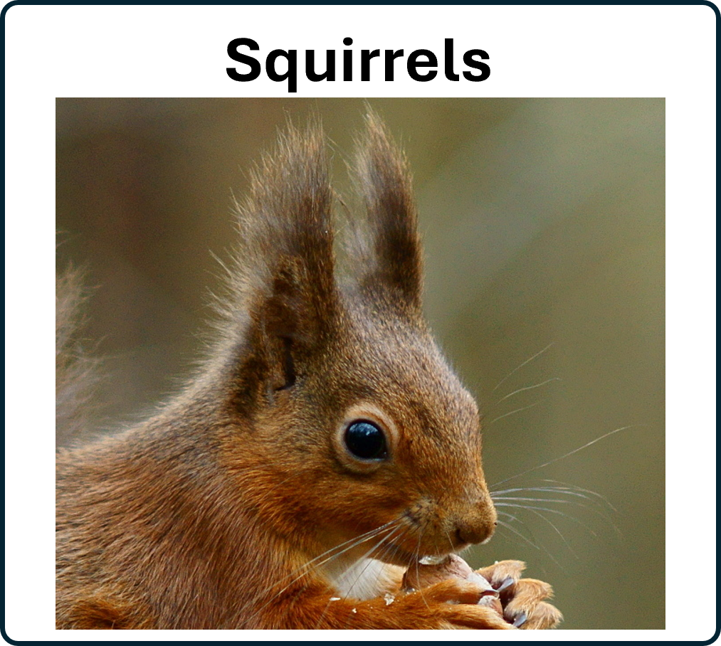 go to the squirrel