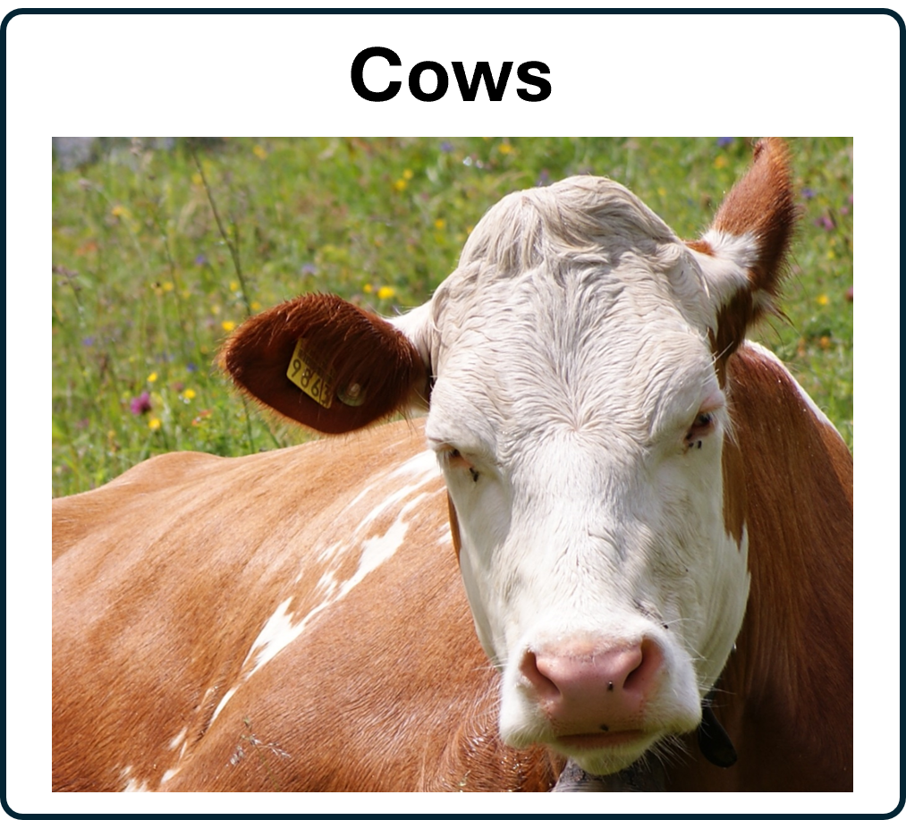 go to the Cows 