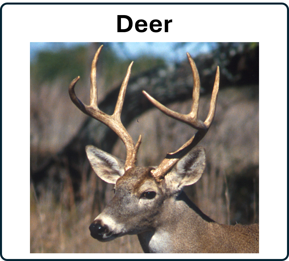 Go to the Deer 