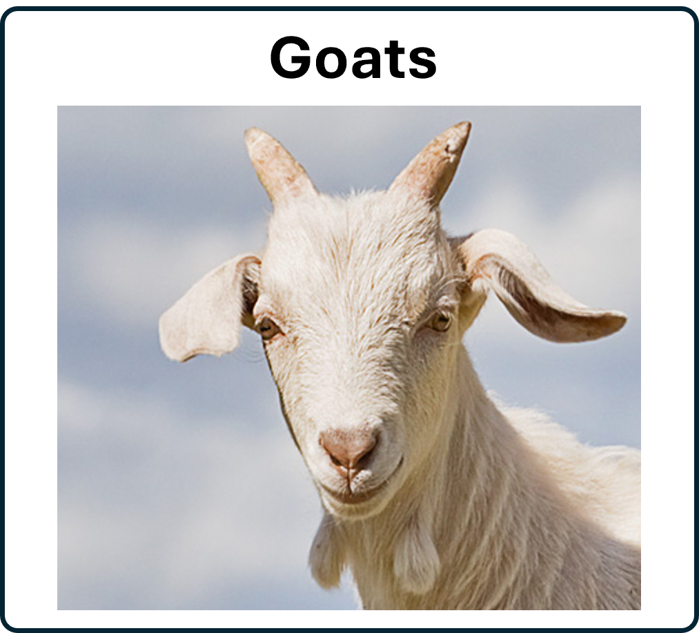 go to the Goats 