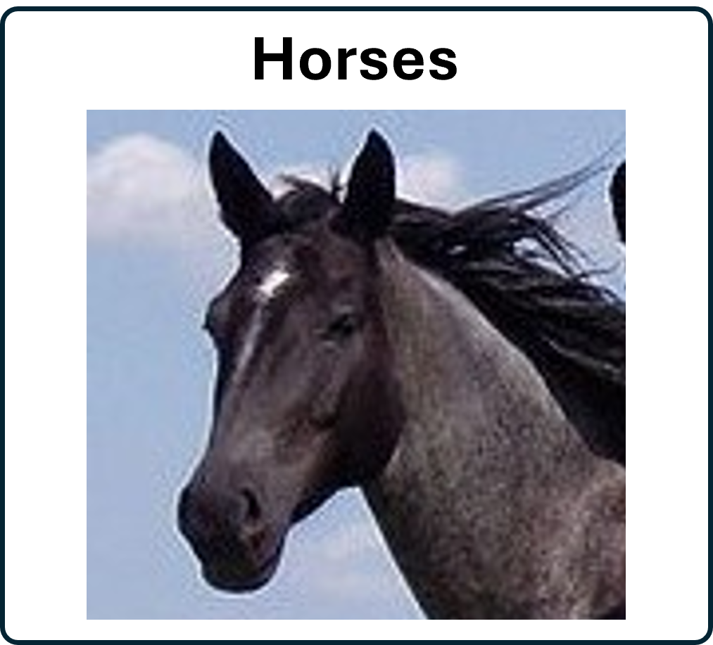 Go to the Horses 