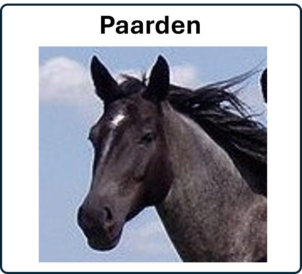 ga naar het paard 