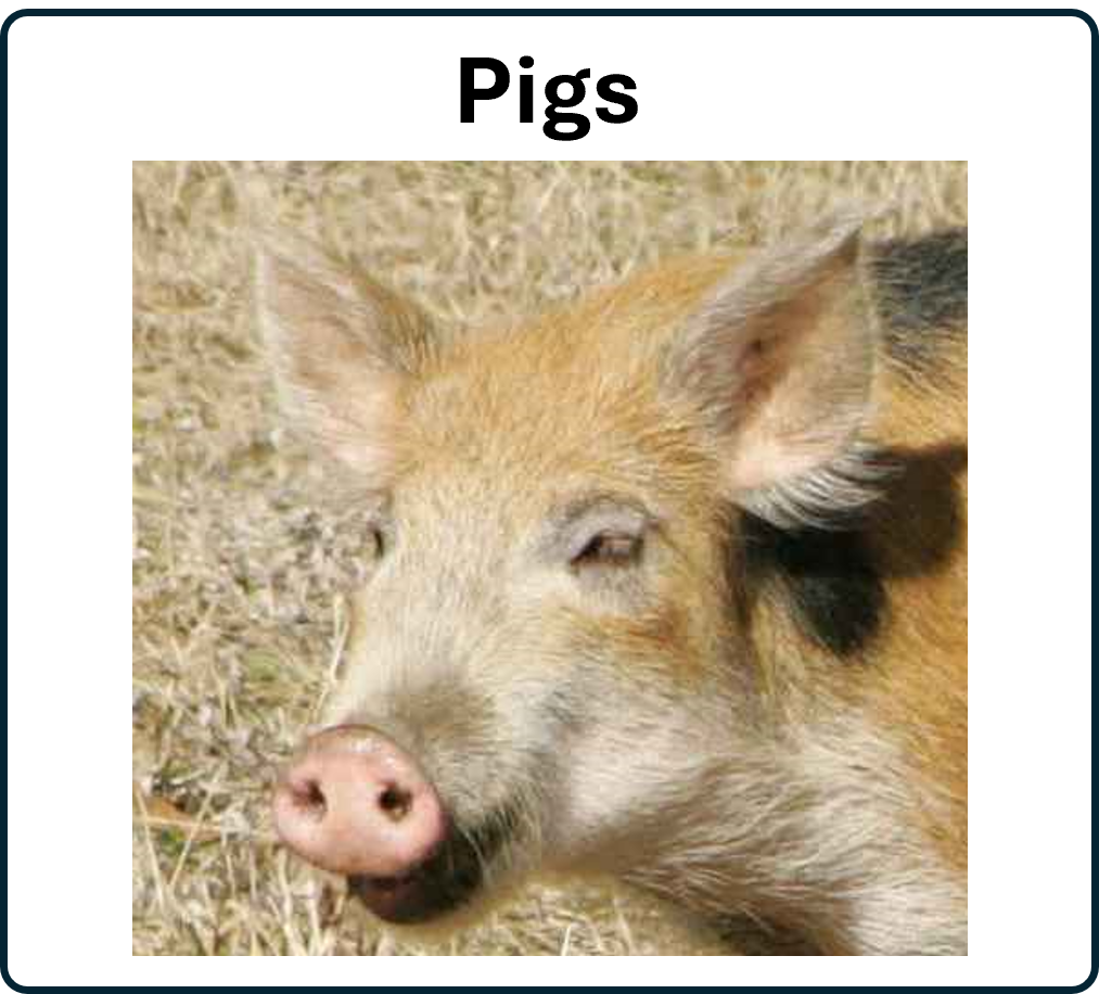 go to the Pigs 