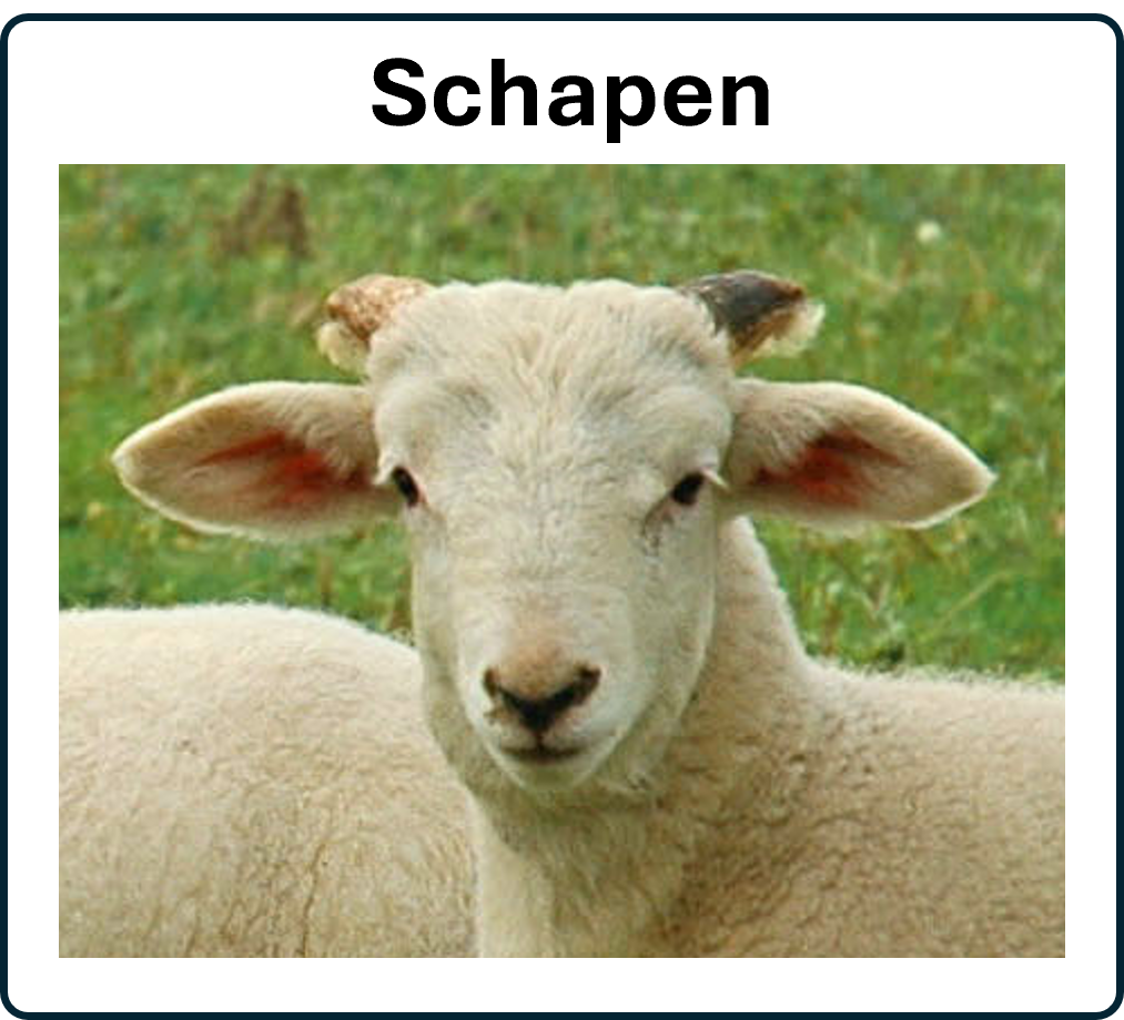ga naar het schaap 