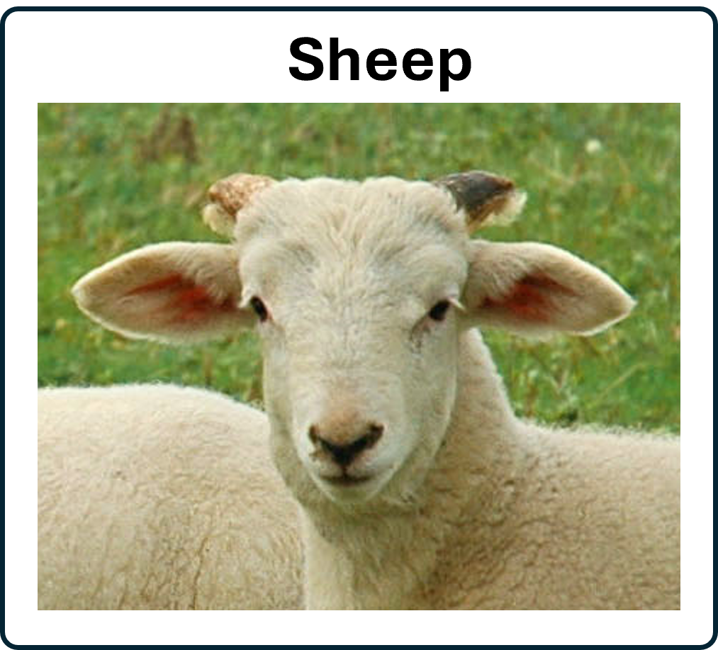 Go to the Sheep 