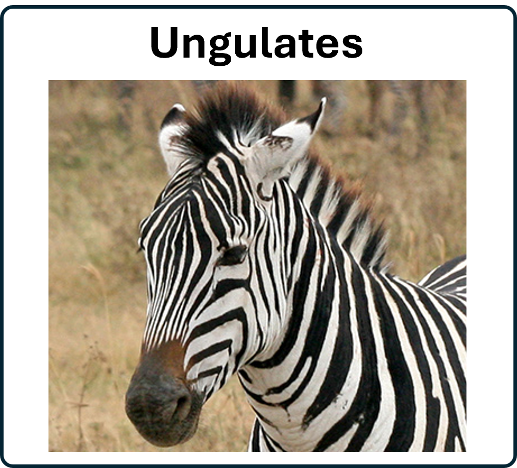 Zebra
